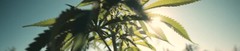 Hempridge.com Premium Domain Cannabis Hemp Seed Bank Cannabis Labs Dispensary