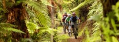 AllStarTrips.com Premium Adventure Travel Website for Sale – Active Since 1999