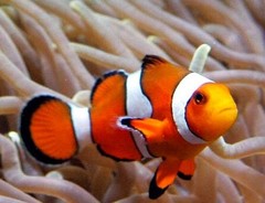 My Little Rock Pets – Business for sale!